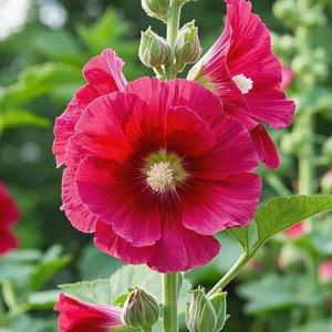 1000granos Semillas MalvaReal AlceaRoseaSimpleRoja FloresGrandesVibrantes AdornoOrnamentalVersátil FácildeCultivar ResistentealCalor IdealparaJardinesyBordes