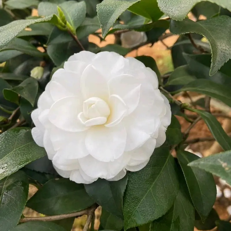 Trà mi giống cây cao 30cm 5k 1 cây 1