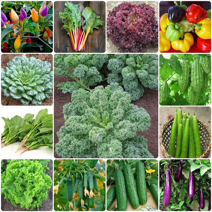 Chỉ 1K - Hạt giống Rau Củ Quả Dễ Trồng, Nảy Mầm Tốt - Hạt giống chất lượng cao