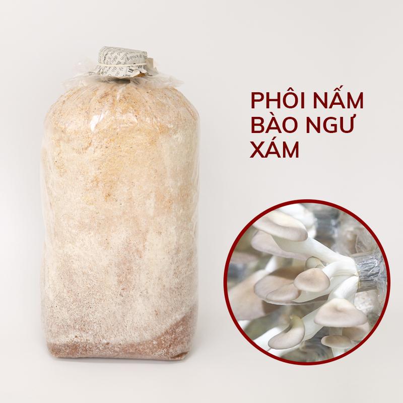Combo 6 Phôi Nấm Bào Ngư Xám - Tặng Hướng Dẫn Trồng Nấm Tại Nhà