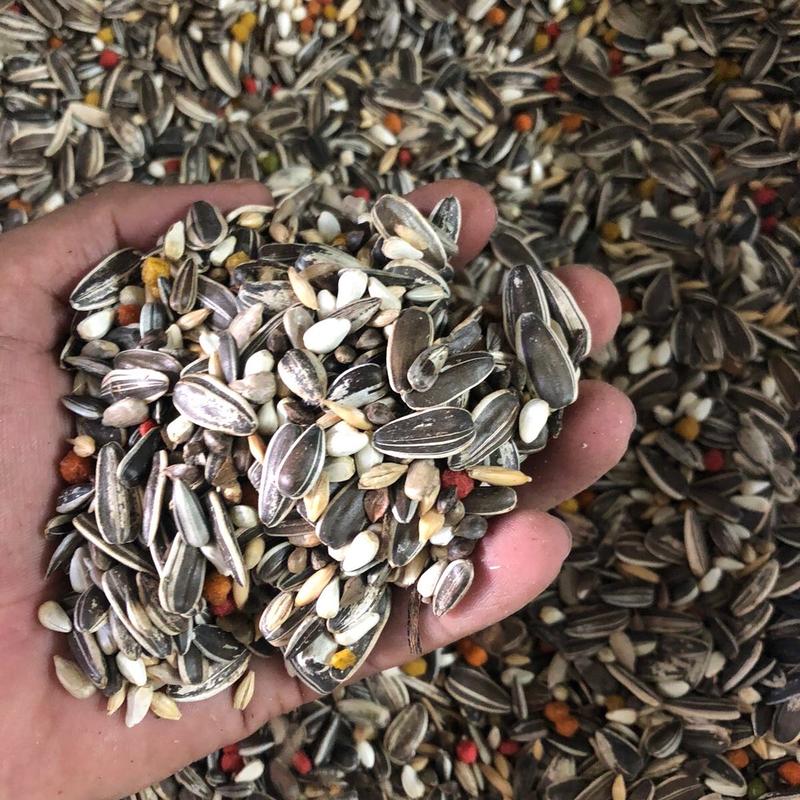 Hạt trộn tổng hợp cho vẹt ngực hồng, xích, sun