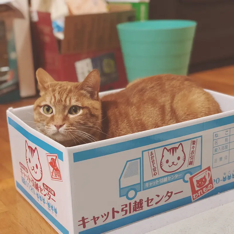 Cat Cardboard Box, Scratching Board Bed, Corrugated Paper Scratch Pad, Cat Claw Board, Multifunctional Cat House Cardboard Box