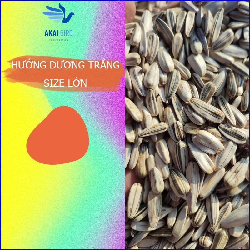 1KG Hướng Dương Hạt To Dành Cho Vẹt Hamster Sóc Chim...
