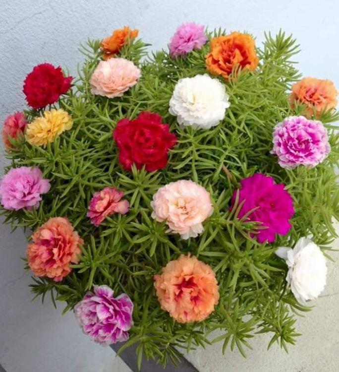 Hạt giống hoa 10h kép 12 màu (túi zip) hat giong