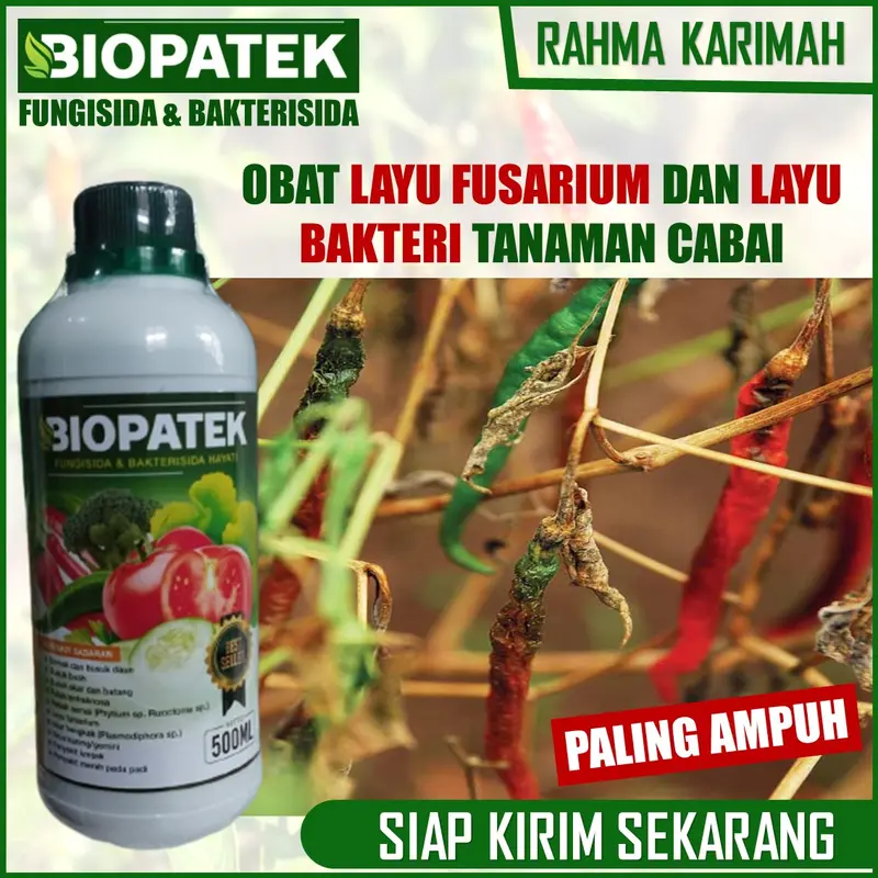 OBAT Layu Fusarium dan Layu Bakteri Cabe BIOPATEk 500 ML – Pupuk Organik Semprot Atasi Layu Buah, Daun dan Batang Cabe – Pupuk Semprot Atasi Layu Keriting Daun, Busuk Buah, Batang dan Busuk Akar Cabe – Pupuk Atasi Penyakit Tanaman Cabe 0