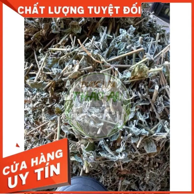 1 kg cây CỎ XƯỚC khô (mới, đẹp, loại 1) - cơ sở dượċ liệu Thảo An 3