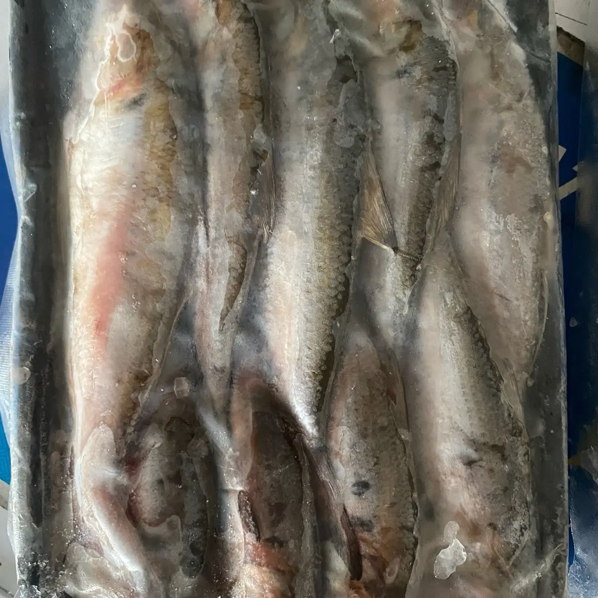 Khay nhựa đựng cá mòi sạch sẽ, dùng 1 lần (pán cá) 2 khay 1kg