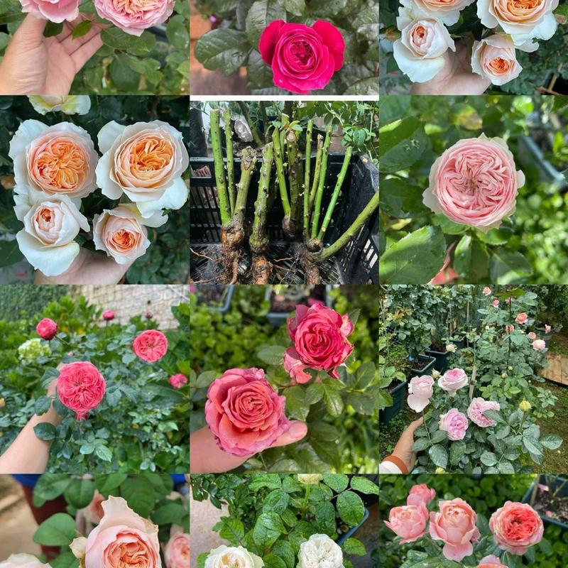 COMBO 10 GỐC HOA HỒNG NGOẠI , HỒNG BỤI ( NHIỀU MÀU )