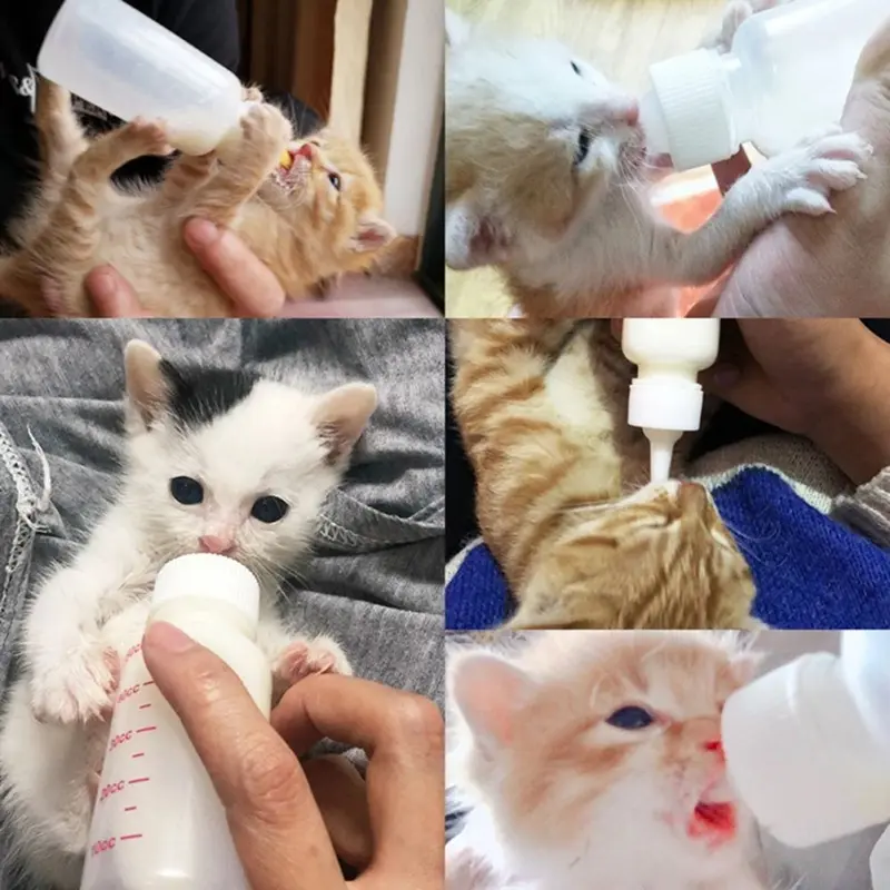 Bình Uống Nước Cho Mèo Con, Bình Sữa Cho Thú Cưng Sơ Sinh, Bình Cho Mèo Con Ăn, Bộ Bình Nước, Dụng Cụ Cho Chó Con Ăn 4