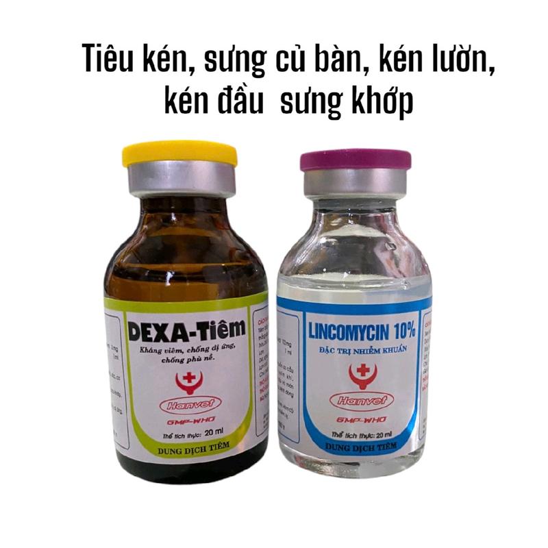 Bộ đôi Lincomycin và dexa - Tiêu kén, sưng củ bàn, kén lườn, kén đầu, sưng gối cho gà chai 20ml 0