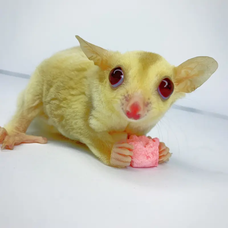 50G SNACK MARSHMALLOW SUGAR GLIDER HAMSTER LANDAK TUPAI TERBANG KUCING 4