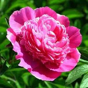 100 piezas Peonía Qiehua Fen (Rosa Berenjena Claro) Adorno Floral de Jardín de Estilo Ligero y Lujoso Pétalos de Tono Rosa Berenjena Suave y Uniforme Ideal para Decoración de Patio y Arreglos Florales de Hogar
