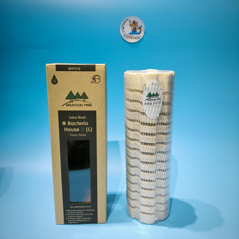 01 thanh Sứ Mountain Tree củ sen thế hệ 3 cỡ to 8x25cm