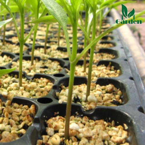  Combo 20 khay ươm hạt giống 