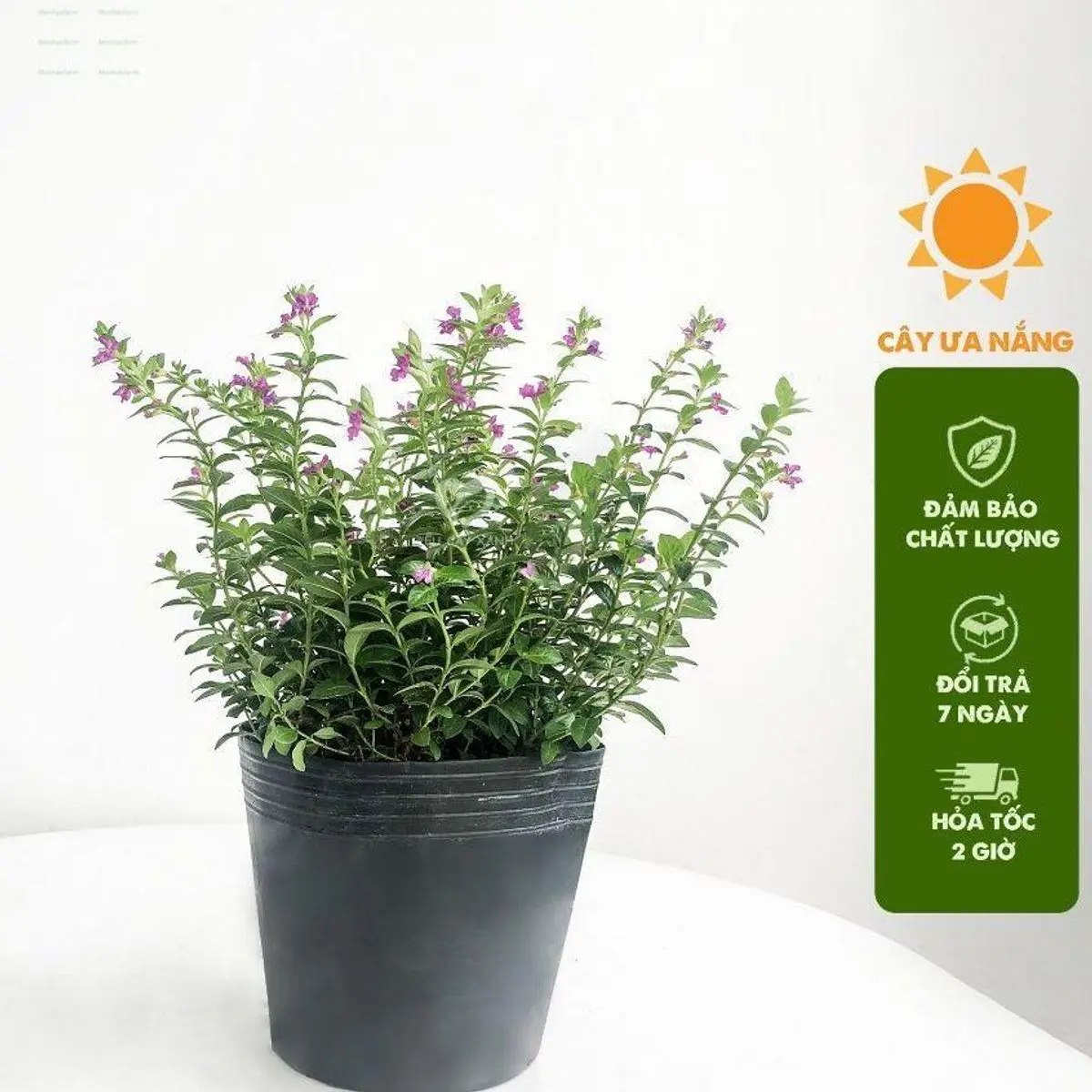 Cây hoa cẩm tú mai cao 15cm  hoa nở rực rỡ sum suê cực to cực đẹp, trang trí sân vườn
