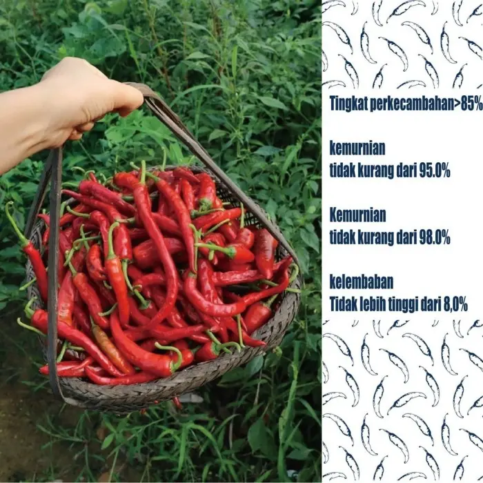 Cabai Jepang Benih Sayuran Benih Bibit Biji Super Cabai Cabe Rawit Benih Cabai Rawit Tumpuk Jepang 3 packet 2
