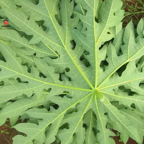 500gram Lá Cây Đu Đủ Đực Tươi - Lá Đu Đủ Đực Phơi Khô Tự Nhiên. 5