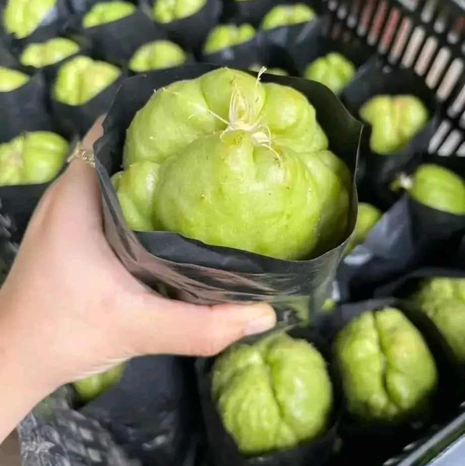 cây giống- 1 củ su su đã mọc rễ làm giống, củ to khoẻ