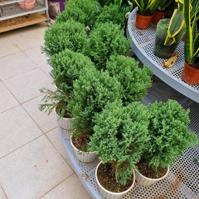 Cây tùng bồng lai - cây cảnh để bàn   Decor 1