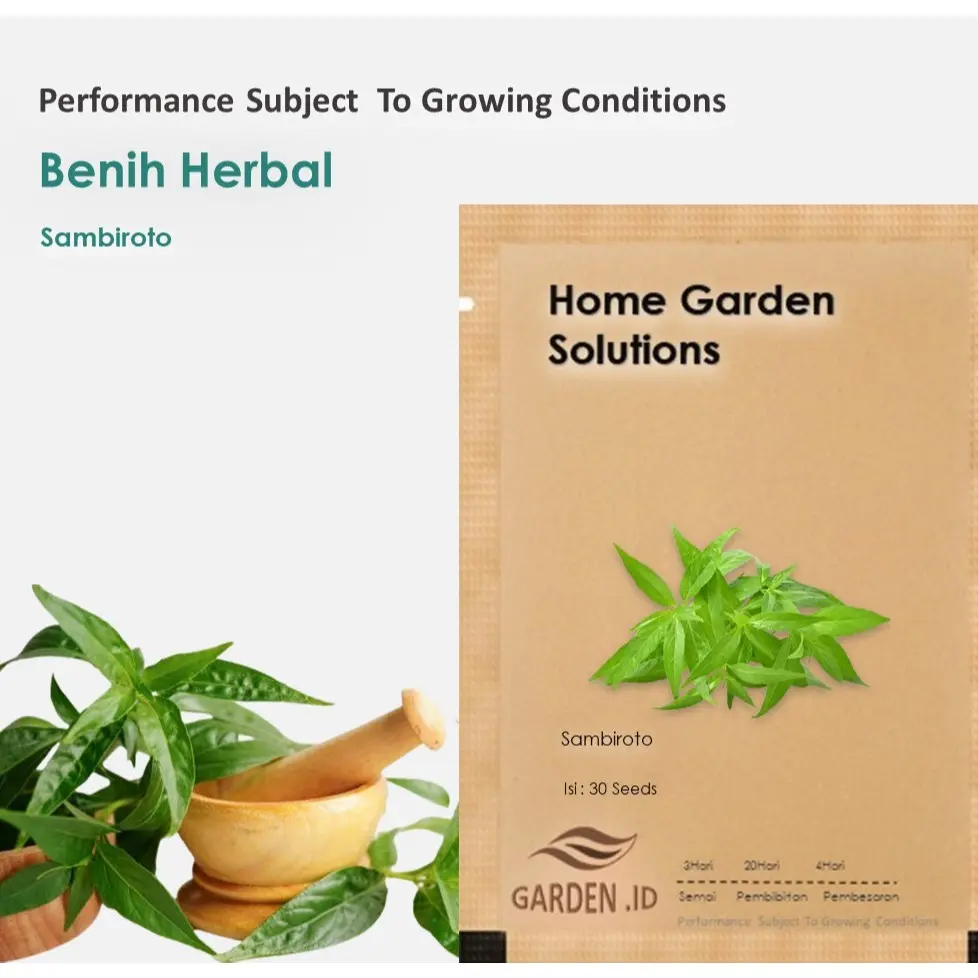 Bibit Benih Tanaman Herbal Sambiroto Sambiloto Isi 30 Biji Fress Seed Mudah Tumbuh