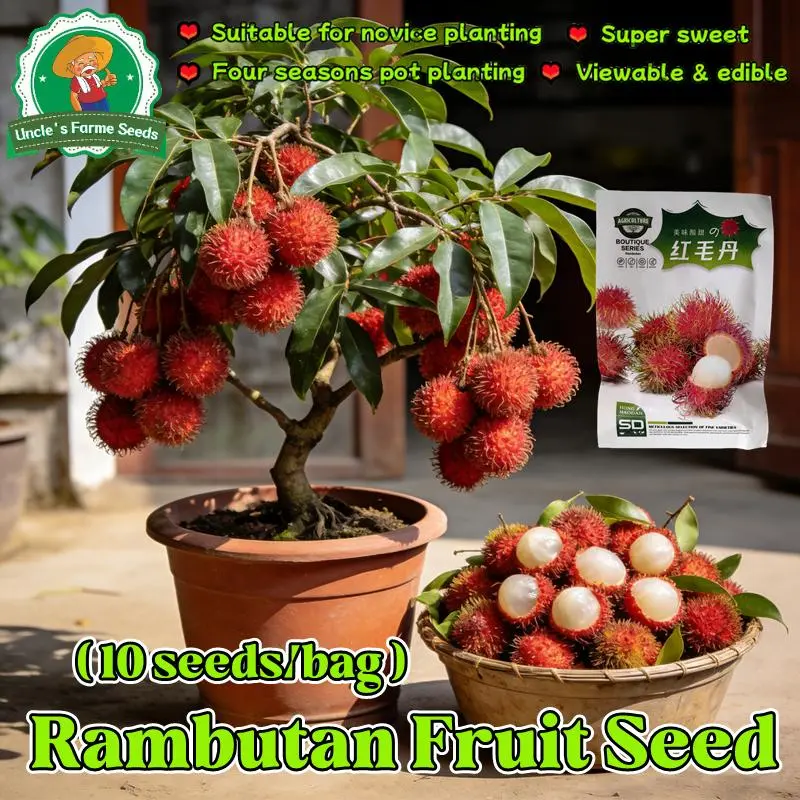 10pcs/pack Bonsai Rambutan Tree Seeds Rambutan Seeds for Planting Sweet ...