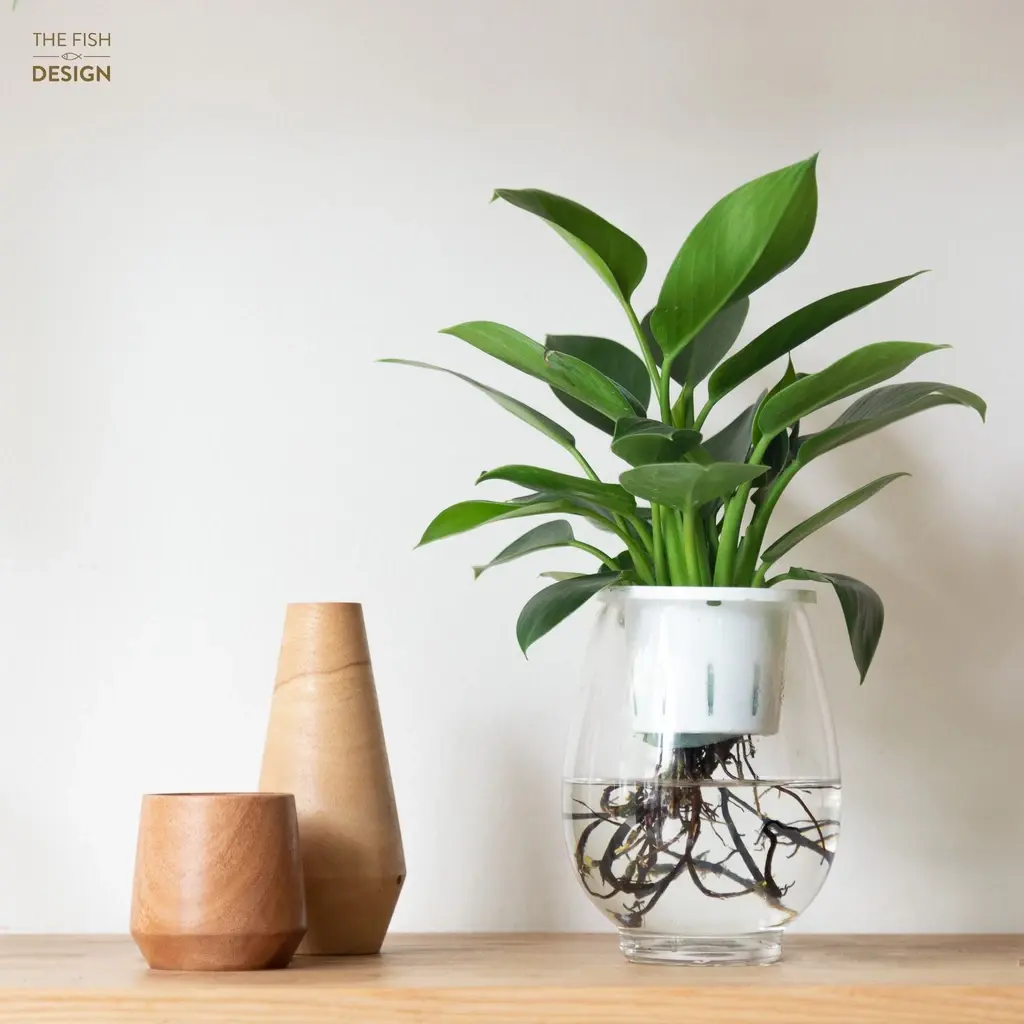 Cây kim cương xanh thanh lọc không khí mang thịnh vượng cho gia chủ