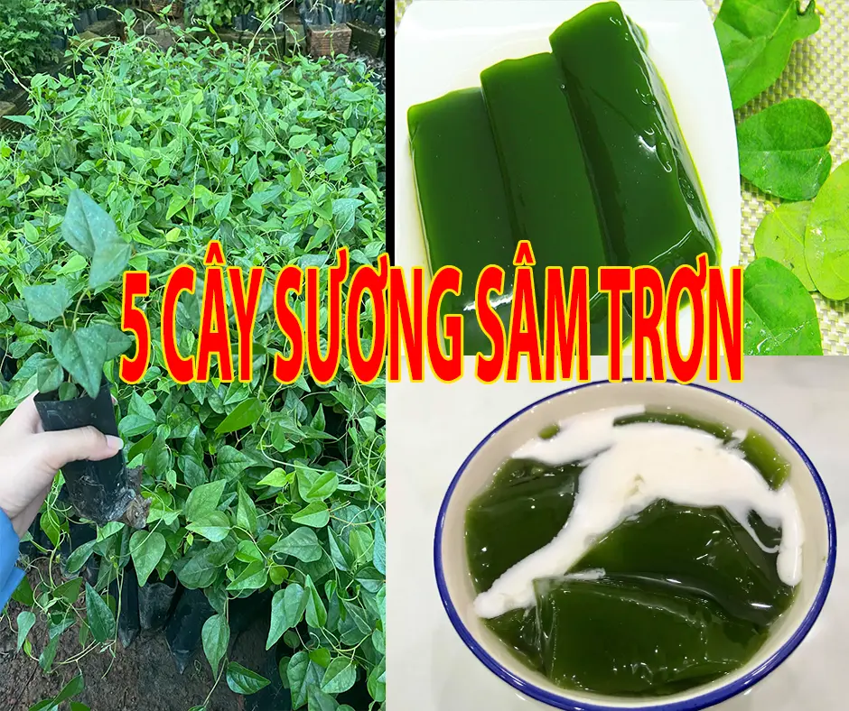 Combo 5 cây SƯƠNG SÂM TRƠN làm thạch sâm sâm (Lỗi 1 đổi 1)