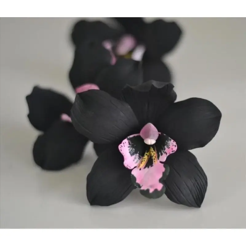 Tanaman Hias Anggrek Dendrobium Black Papua-Anggrek Dendro Tanaman Hidup-Bunga Hidup Murah Hiasan
