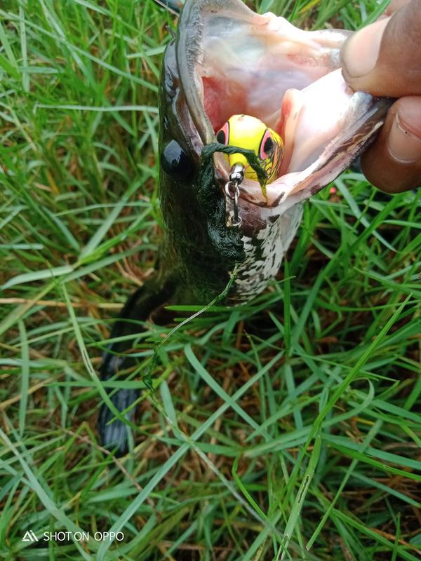 Soft Frog Geol Mini 3cm Ose Nusantara Minime Snakehead Specialist Umpan Casting Gabus Toman Haruan Action Terbaik Killer Umpan Casting Soft Frog mini Lure 2