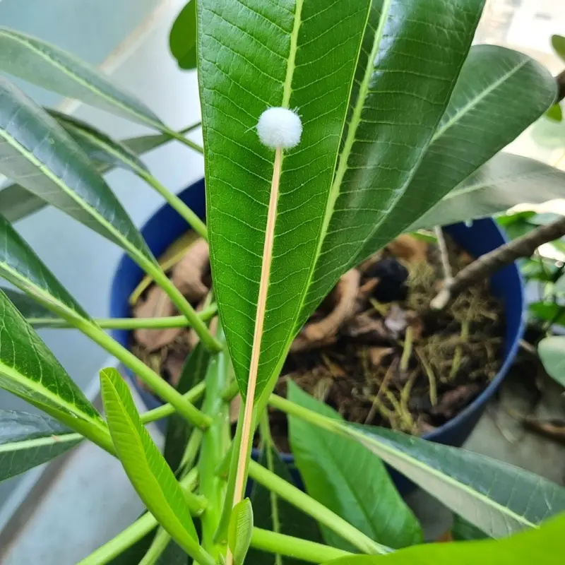 Bông se tai lông vịt chuẩn không xù lông 5