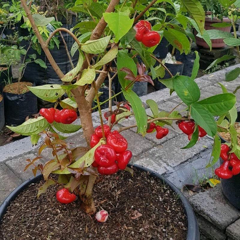 benih bibit jambu air unggul 2