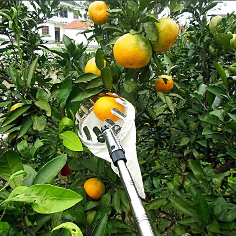 6m Tongkat Buah Alat Pemetik Buah Teleskopik Pemanen Buah Alat Pemetik Buah Fruit Picker 7
