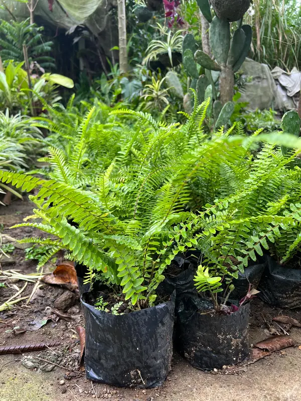 Paco Fern Palm (Not Seed) for Indoor plant and Outdoor plant - TikTok ...