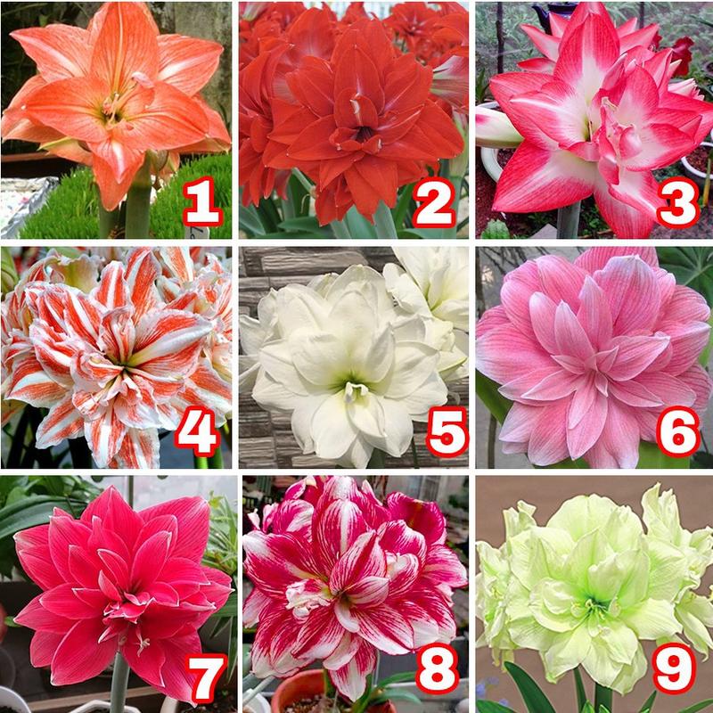 Combo 10 củ hoa huệ mưa dễ trồng(10 màu đặc biệt) tặng 1 củ