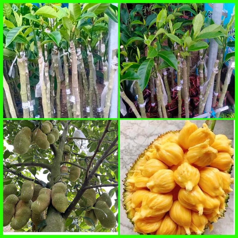  CÂY MÍT TỐ NỮ SẦU RIÊNG  cây giống  mít  tố nữ Sầu riêng  