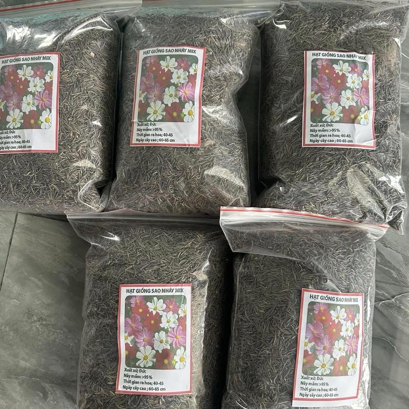 1Kg hạt giống hoa sao nhái mix trộn nhiều màu 99% nảy mầm