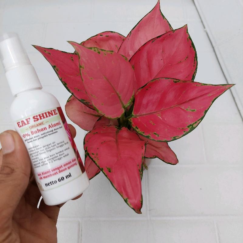 Kilap Daun Spray (Red Anjamani) 0