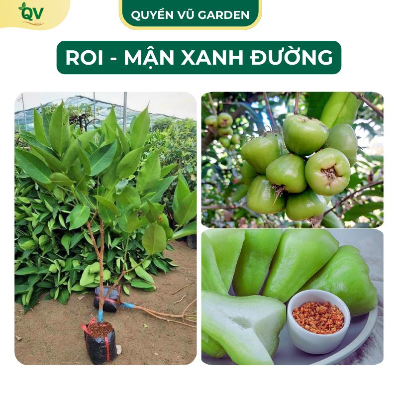 C258 Cây Giống Mận Xanh Đường Cây Roi Xanh Giống Chuẩn Cây Khỏe Năng Suất Cao