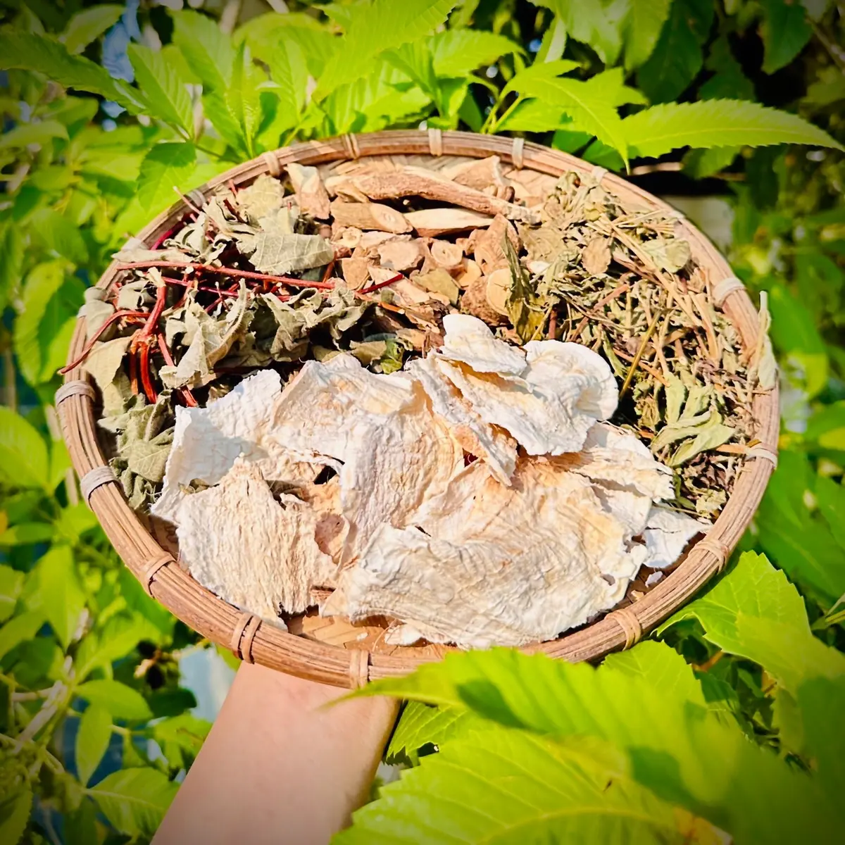 Sâm Tố Nữ 4 vị ( nam dương sâm, hà thủ ô, cúc mật) 15 gói