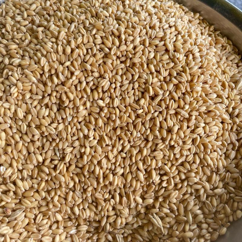    3kg _ Lúa Mì   Lúa Mì tách vỏ sạch chuyên dùng cho vẹt bồ câu gà đá gà chọi   có thể bổ sung vào thức ăn gà và ngũ cốc để đủ chất dinh dưỡng và tinh bột béo tốt cho dưỡng thể vật nuôi  