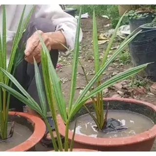 Cây Dừa Nước trồng thủy sinh, bờ kênh chống sạt lỡ 4