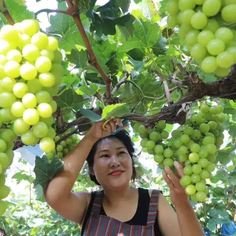 cây nho mẫu đơn (nho sữa)
