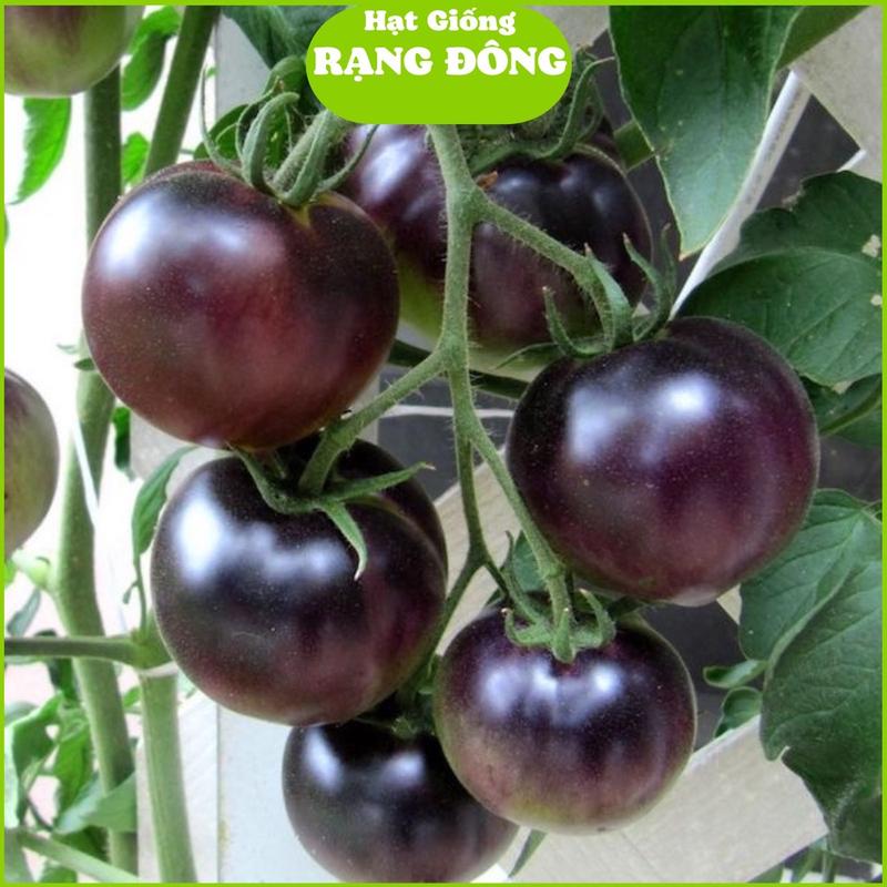 Hạt Giống Cà Chua Chẻrry Đen Lai F1 (Gói 0.1gram) Sai trái, ăn rất ngon như trái cây, chịu nhiệt tốt, trồng quanh năm