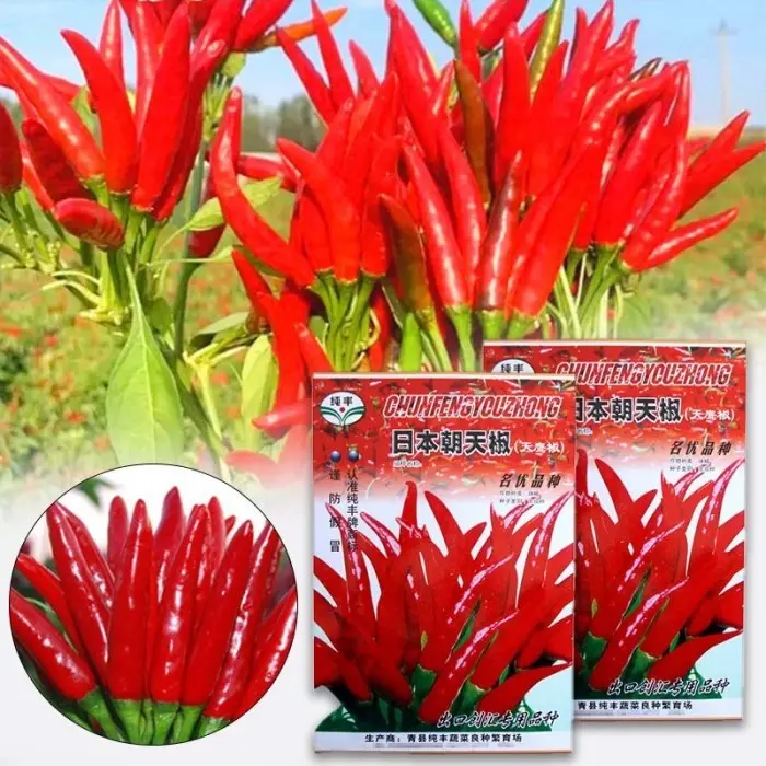 Cabai Jepang Benih Sayuran Benih Bibit Biji Super Cabai Cabe Rawit Benih Cabai Rawit Tumpuk Jepang 3 packet 0