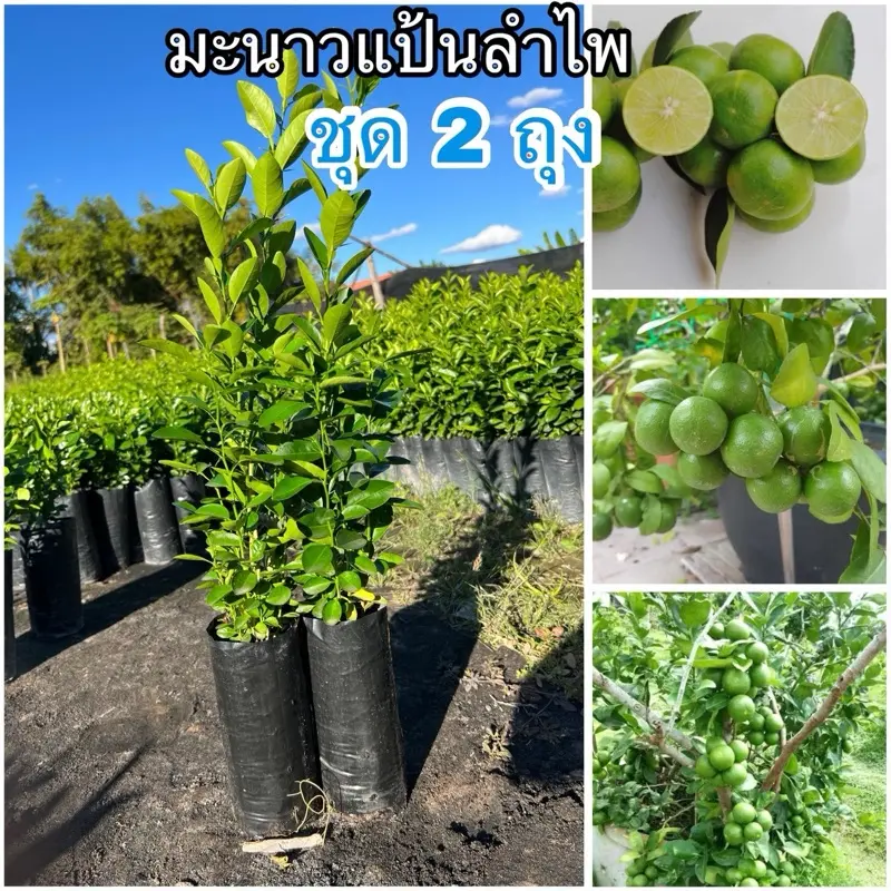 ( ชุด2 ถุง)ต้นมะนาวแป้นลำไพ