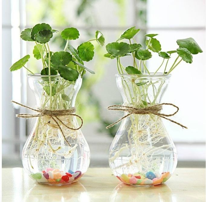 LY THỦY TINH MIỆNG LOE 350ML DÙNG TRỔNG CÂY, ĐỰNG SINH TỐ Decor