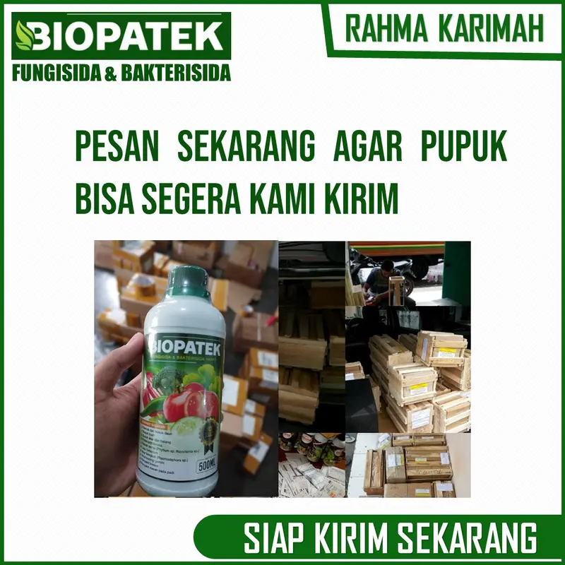 OBAT Layu Fusarium dan Layu Bakteri Cabe BIOPATEk 500 ML – Pupuk Organik Semprot Atasi Layu Buah, Daun dan Batang Cabe – Pupuk Semprot Atasi Layu Keriting Daun, Busuk Buah, Batang dan Busuk Akar Cabe – Pupuk Atasi Penyakit Tanaman Cabe 7