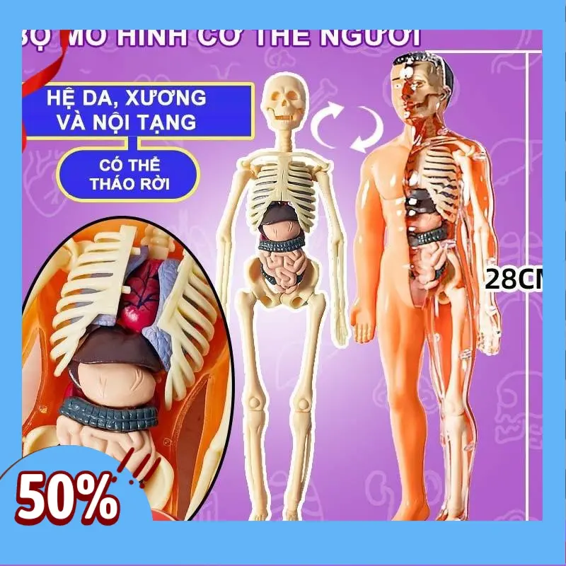 【48h】Mô hình cơ thể người – đồ chơi trẻ em bộ xương con người giải phẫu có thể tháo rời khoa học bộ xương người xếp hình 3d