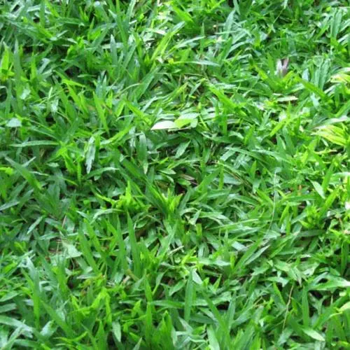 Hạt giống cỏ lá Gừng (cỏ lá Tre) - Gói 100 Hạt 6