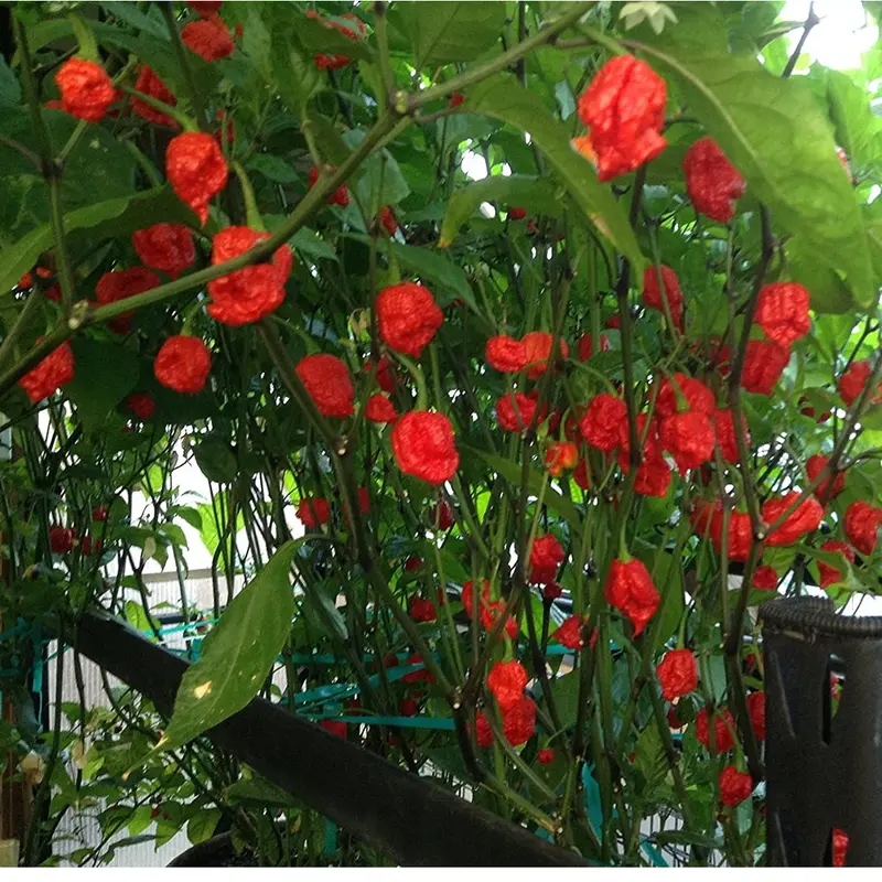 Benih Cabe Carolina Red Reaper Merah Cabai Pedas Heirloom Premium - Benih Seribuan 5